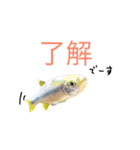 FAMILY PETS（個別スタンプ：12）