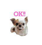 FAMILY PETS（個別スタンプ：20）