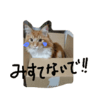 トラ次郎、毎日スタンプ（個別スタンプ：2）