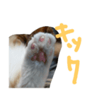トラ次郎、毎日スタンプ（個別スタンプ：8）