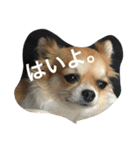 チワワのこむぎ（個別スタンプ：3）