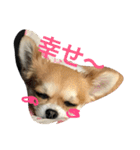 チワワのこむぎ（個別スタンプ：5）