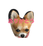 チワワのこむぎ（個別スタンプ：8）