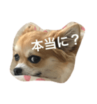 チワワのこむぎ（個別スタンプ：11）