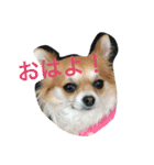 チワワのこむぎ（個別スタンプ：19）
