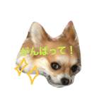 チワワのこむぎ（個別スタンプ：21）