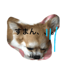 チワワのこむぎ（個別スタンプ：22）