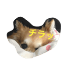 チワワのこむぎ（個別スタンプ：24）