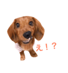 ダックス(レッド)日常会話3（個別スタンプ：2）