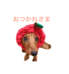 ダックス(レッド)日常会話3（個別スタンプ：3）