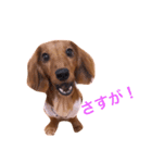 ダックス(レッド)日常会話3（個別スタンプ：4）