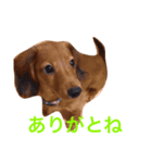 ダックス(レッド)日常会話3（個別スタンプ：5）