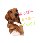 ダックス(レッド)日常会話3（個別スタンプ：6）