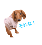 ダックス(レッド)日常会話3（個別スタンプ：7）