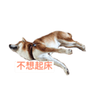 Shibabro（個別スタンプ：1）