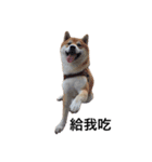 Shibabro（個別スタンプ：2）