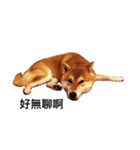 Shibabro（個別スタンプ：3）