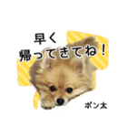ポメラニアンのポン太くん（個別スタンプ：1）