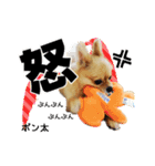 ポメラニアンのポン太くん（個別スタンプ：4）