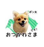ポメラニアンのポン太くん（個別スタンプ：6）
