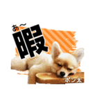 ポメラニアンのポン太くん（個別スタンプ：7）