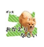 ポメラニアンのポン太くん（個別スタンプ：8）