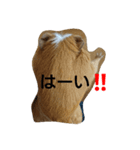 モルモット moa（個別スタンプ：1）