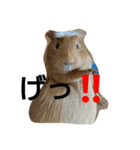 モルモット moa（個別スタンプ：3）