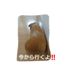 モルモット moa（個別スタンプ：4）