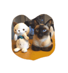 お転婆シャム猫 ココア（個別スタンプ：1）