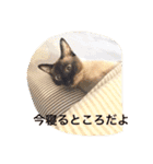 お転婆シャム猫 ココア（個別スタンプ：2）