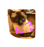 お転婆シャム猫 ココア（個別スタンプ：3）