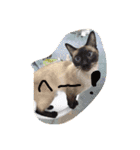 お転婆シャム猫 ココア（個別スタンプ：6）