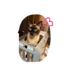 お転婆シャム猫 ココア（個別スタンプ：7）