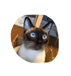 お転婆シャム猫 ココア（個別スタンプ：10）