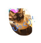 お転婆シャム猫 ココア（個別スタンプ：11）