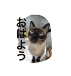 お転婆シャム猫 ココア（個別スタンプ：12）