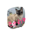 お転婆シャム猫 ココア（個別スタンプ：13）