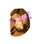 お転婆シャム猫 ココア（個別スタンプ：14）