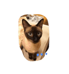 お転婆シャム猫 ココア（個別スタンプ：15）