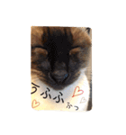 お転婆シャム猫 ココア（個別スタンプ：16）
