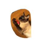 お転婆シャム猫 ココア（個別スタンプ：17）