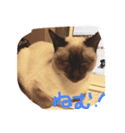 お転婆シャム猫 ココア（個別スタンプ：19）