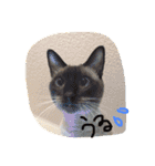 お転婆シャム猫 ココア（個別スタンプ：20）