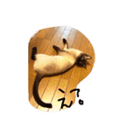 お転婆シャム猫 ココア（個別スタンプ：23）