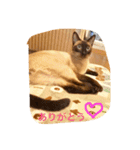 お転婆シャム猫 ココア（個別スタンプ：24）