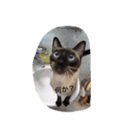 お転婆シャム猫 ココア（個別スタンプ：25）