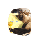 お転婆シャム猫 ココア（個別スタンプ：26）