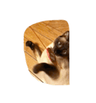 お転婆シャム猫 ココア（個別スタンプ：27）