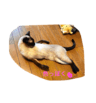 お転婆シャム猫 ココア（個別スタンプ：28）
